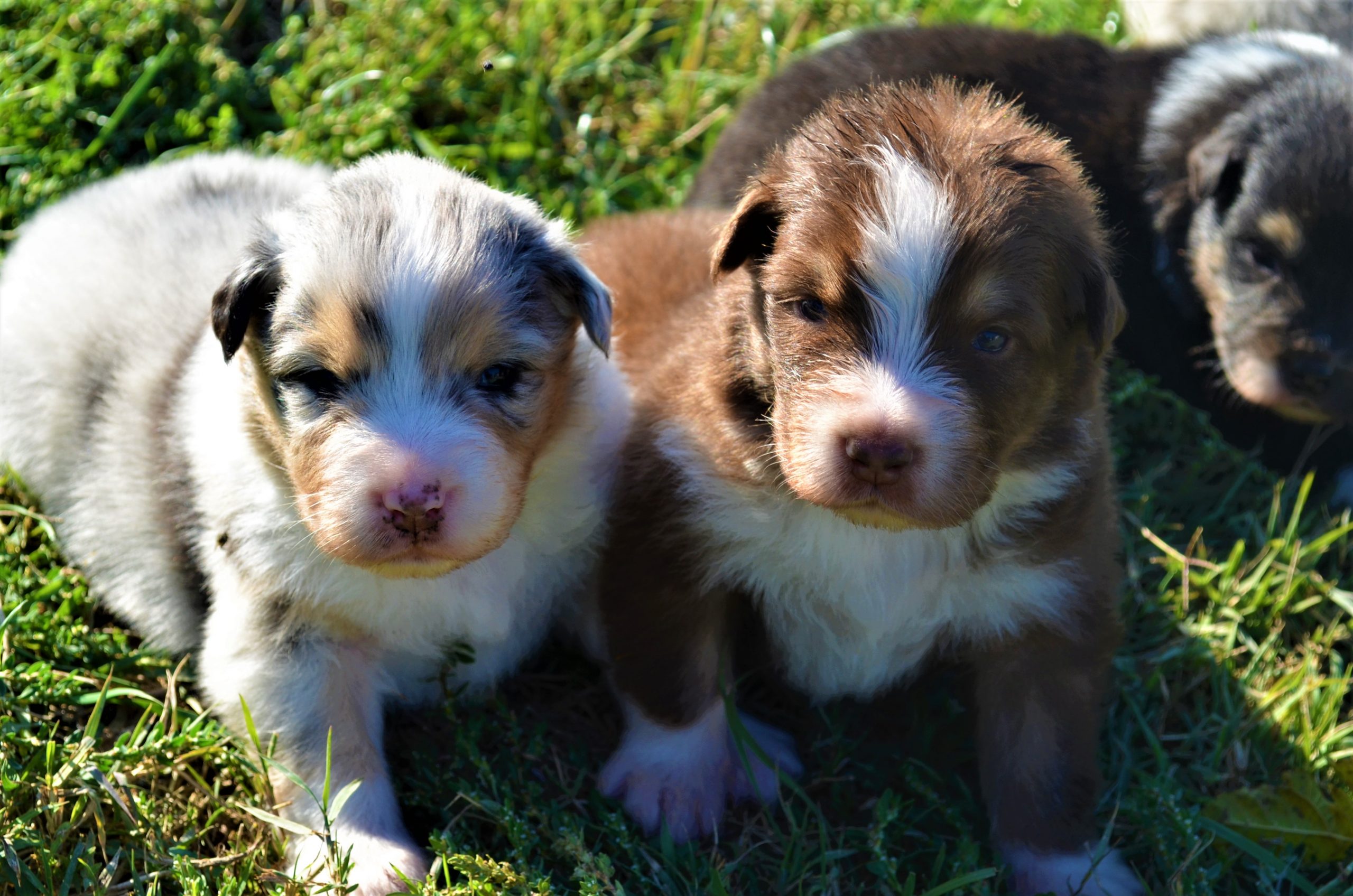 Cuccioli Australian Shepherd Terra Del Falco Centro Cinofilo In